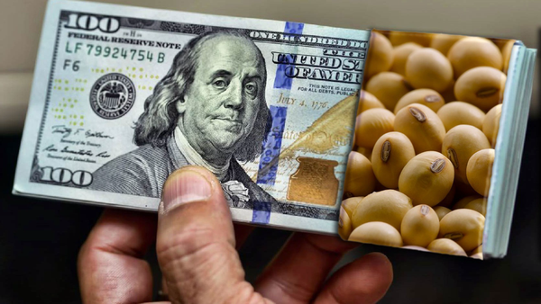 نهاده دامی ودلار