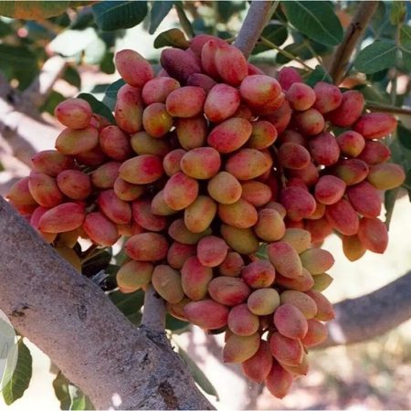 پسته و کشاورزی