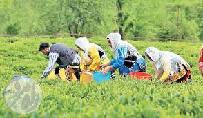 چای کاران کشور
