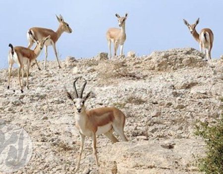 آهو جزیره خاک