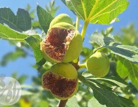 وضعیت تولید انجیر در سال ۱۴۰۵ و بررسی چالش‌ها و هزینه‌های باغداران ایرانی