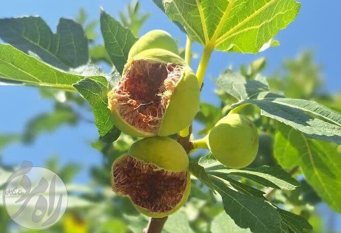 وضعیت تولید انجیر در سال ۱۴۰۵ و بررسی چالش‌ها و هزینه‌های باغداران ایرانی