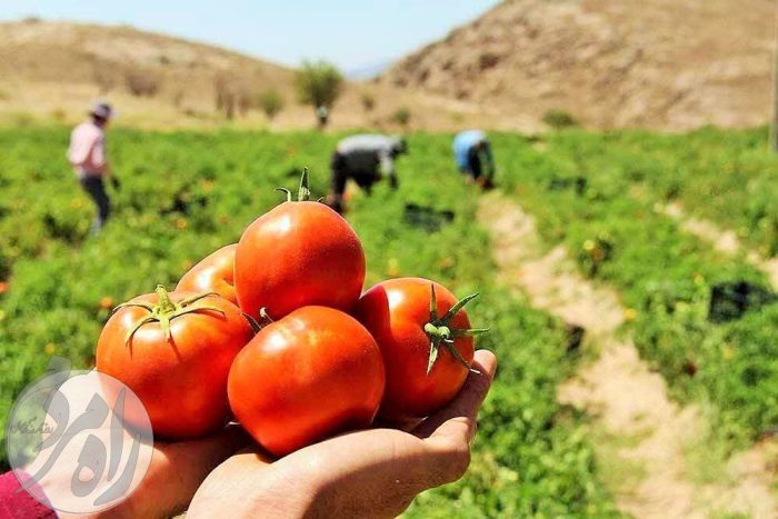 گوجه ۱۳۳ هزار و پیاز ۱۴۵ هزار تومان؛ چرا صادرات آزاد شد؟