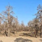 نمایی از درختان خشکیده بوستان چیتگر؛ علت اصلی خشک شدن درختان بوستان چیتگر
