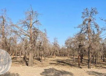 نمایی از درختان خشکیده بوستان چیتگر؛ علت اصلی خشک شدن درختان بوستان چیتگر