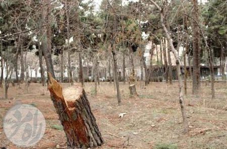 خشکیدگی و قطع درختان چیتگر و تلاش برای احیای این پارک جنگلی در غرب تهران