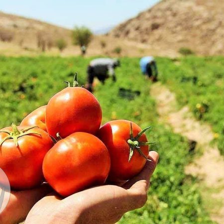 گوجه ۱۳۳ هزار و پیاز ۱۴۵ هزار تومان؛ چرا صادرات آزاد شد؟